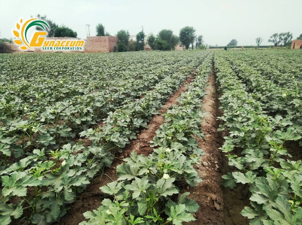 Choosing the Right Hybrid Seeds for Better Crop Performance