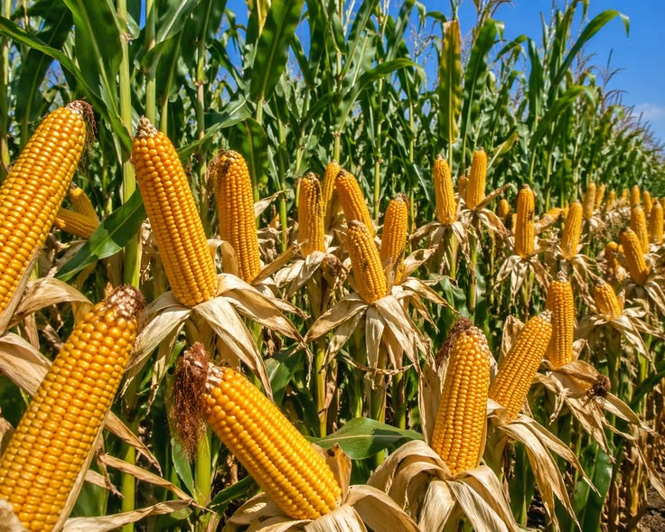 Agricultural maize seed field harvest